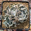 Echeveria 'Desert Star' 4"-5" Cluster Succulent Plant