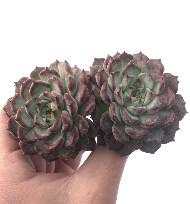 Echeveria 'Sarahime' 5" Large Succulent Plant