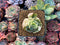 Echeveria 'Nicksana' Variegated 2" Succulent Plant