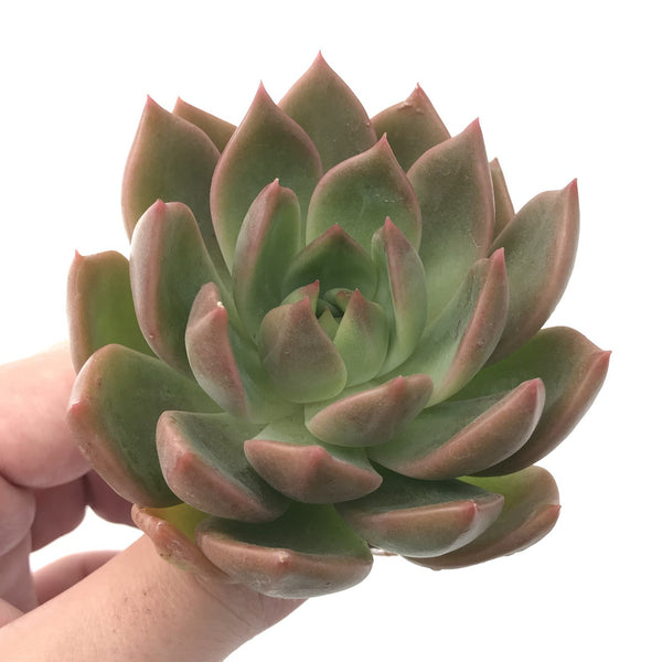 Echeveria Agavoides 'Chimera' 3" Succulent Plant