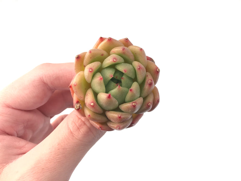 Echeveria Agavoides 'Labyrinth' 2" New Hybrid Succulent Plant