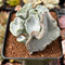 Cotyledon Undulata 'Shires Hobbit' 2" Succulent Plant