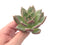 Echeveria Agavoides 'White Champaign' 4" Succulent Plant