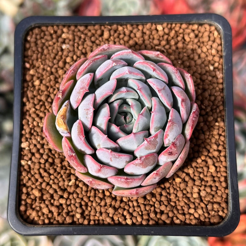 Echeveria 'Airy Cotton' 2" (Seed Grown) New Hybrid Succulent Plant