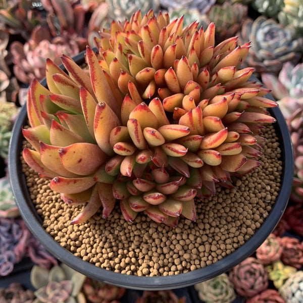 Echeveria Agavoides 'Elkhorn' Crested Cluster 5"-6" Succulent Plant