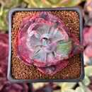 Echeveria 'Beyonce' Variegated 1"-2" Succulent Plant