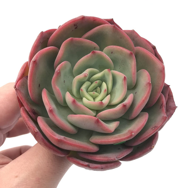 Echeveria ‘Patrisia’ 4” Rare Succulent Plant