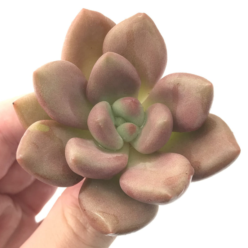 Graptoveria 'Ruby Donna' 2"-3" Succulent Plant