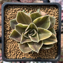 Echeveria 'Black Rose' Variegated 2" Rare Succulent Plant