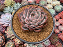 Echeveria 'Fiona' 3" Succulent Plant