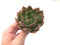 Echeveria Agavoides 'Chimera' 3" Succulent Plant