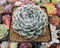 Echeveria 'Jocelyn' 4" Succulent Plant