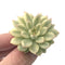 Echeveria 'Mebina' Variegated 1" Succulent Plant