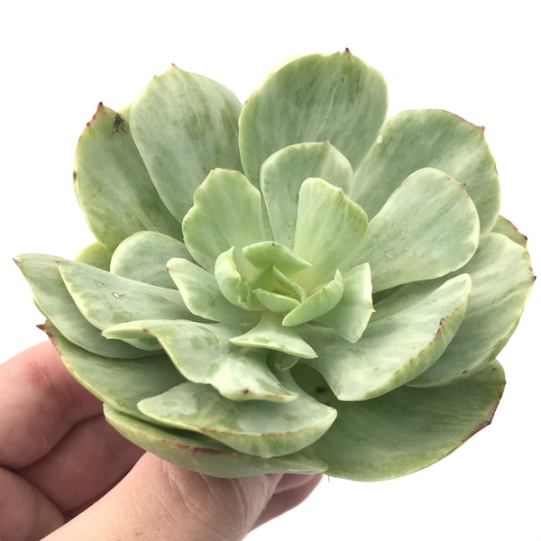 Echeveria 'Mocha' Variegated 4" Rare Succulent Plant