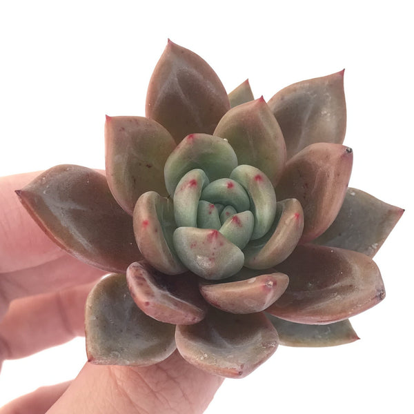 Echeveria Agavoides 'Baekya' 3"-4" Succulent Plant