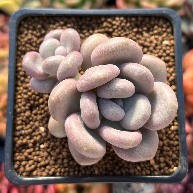 Pachyphytum Oviferum 'Tsukibijin' 2" Succulent Plant