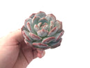 Echeveria 'Orange Monroe' 2" Powdery Succulent Plant