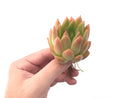 Echeveria Agavoides 'Pink Maria' Hybrid 4" Succulent Plant