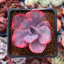 Echeveria 'Angel Wings' Variegated 2" Succulent Plant