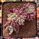 Pachyveria 'Paradoxa' Crested 3" Succulent Plant