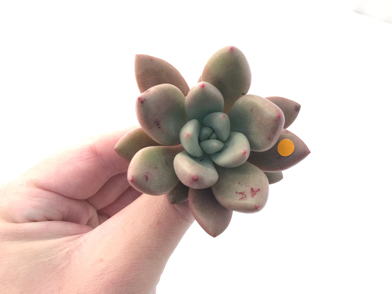 Graptoveria 'Ruby Donna' 2" Succulent Plant