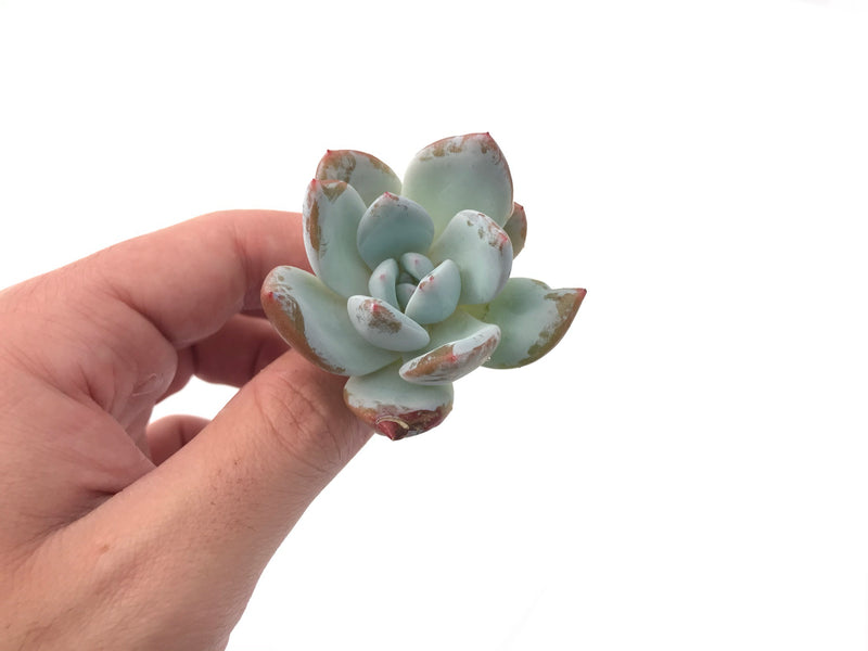 Echeveria 'Ivory' Selected Clone 1"-2" Powdery Succulent Plant