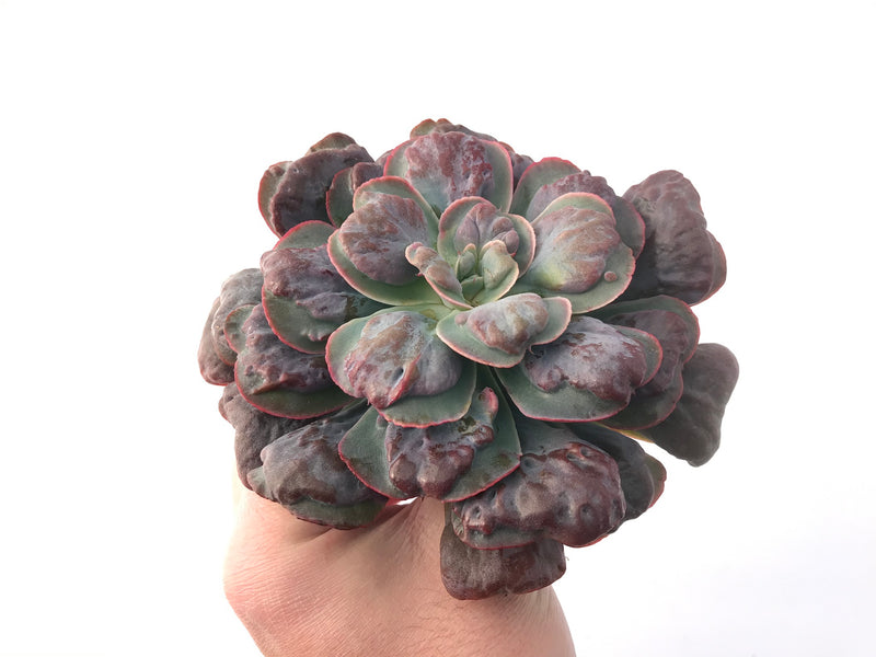 Echeveria 'Hearts Delight' Large 7"+ Carunculated Succulent Plant