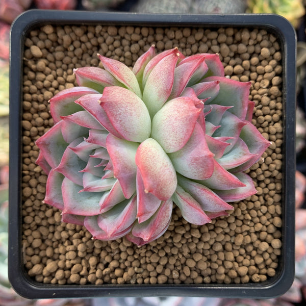 Echeveria 'Silhouette' 1"-2" Succulent Plant