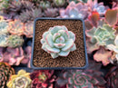 Sedeveria 'Pudgy' Variegated 1" Succulent Plant