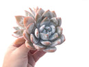 Echeveria 'Ivory' 5" Cluster Large Powdery Succulent Plant