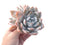 Echeveria 'Ivory' 5" Cluster Large Powdery Succulent Plant