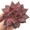 Echeveria Agavoides ‘Red Ebony’ Bifurcated 3”-4” Succulent Plant