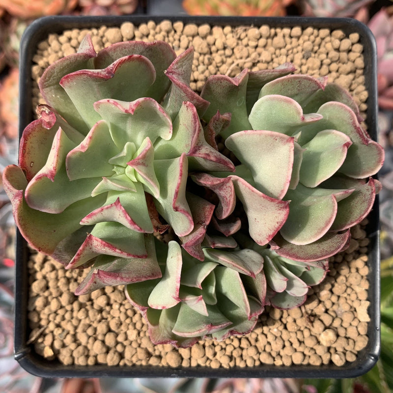 Echeveria 'Black Hawk' 3"-4" Cluster Succulent Plant