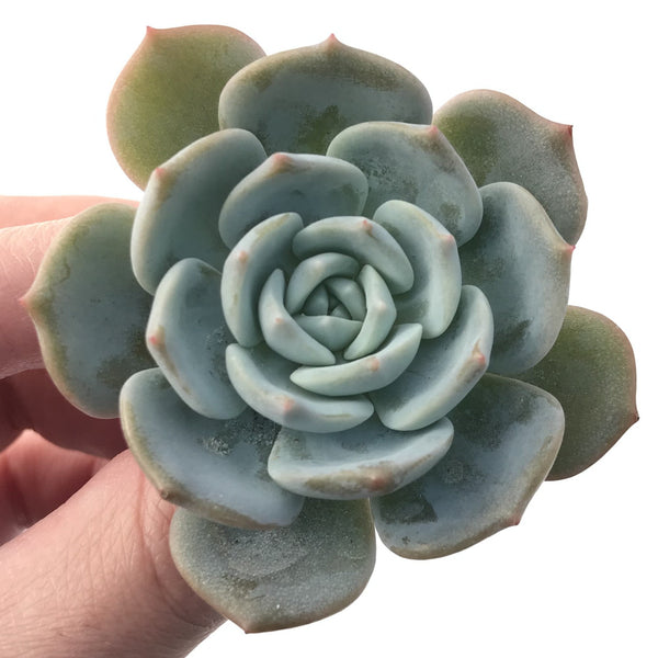 Echeveria 'White One' 2"-3" Succulent Plant