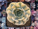 Echeveria Runyonii Variegated (Aka Echeveria 'Akaihosi' Variegated) 4" Succulent Plant