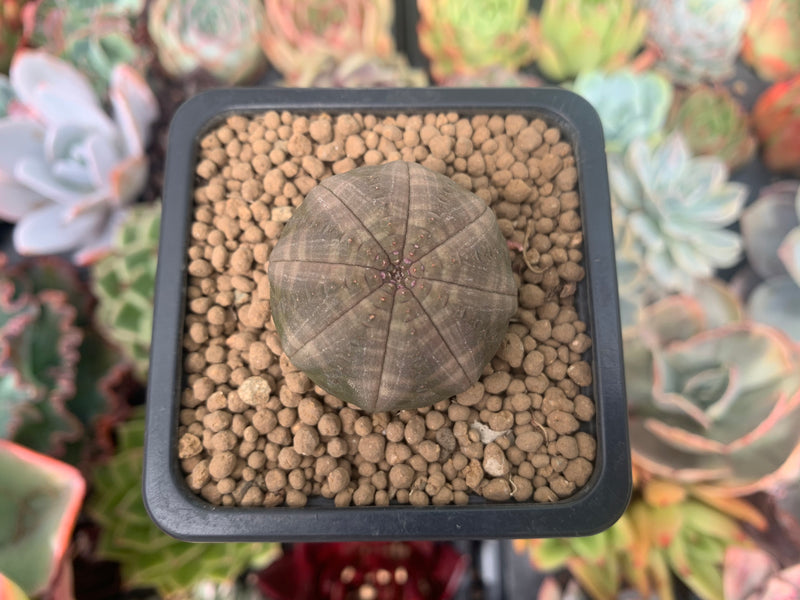 Euphorbia 'Obesa' 1" Succulent Plant