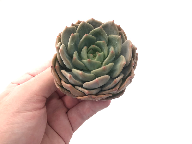 Echeveria Agavoides sp. 3" Succulent Plant