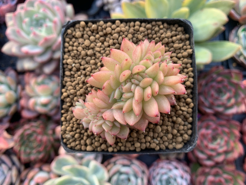 Echeveria Agavoides 'Gilva' Crested 1" Succulent Plant