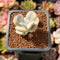 Cotyledon 'Orbiculata' Variegated 1" Small Cutting Succulent Plant *Cutting*