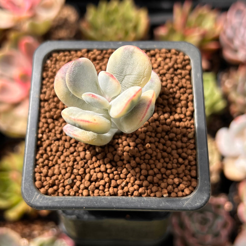 Cotyledon 'Orbiculata' Variegated 1" Small Cutting Succulent Plant *Cutting*