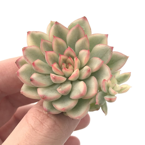 Echeveria 'Mebina' Variegated Small 2" Succulent Plant