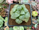 Haworthia Comptoniana 'Suishou' 2" Succulent Plant