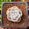 Echeveria 'Alba Beauty' 1" Succulent Plant