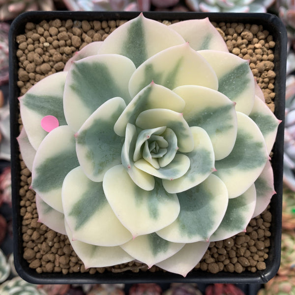 Echeveria 'Compton Caoursel' Variegated 4" Succulent Plant