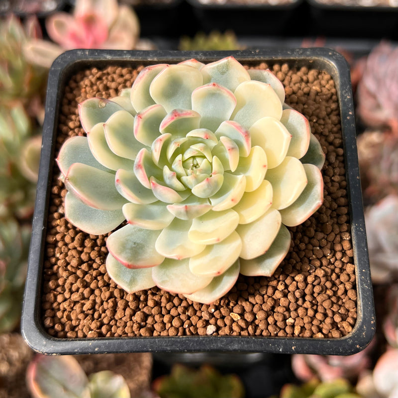 Echeveria 'Minima' Variegated 1" Succulent Plant