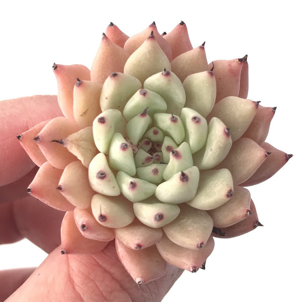 Echeveria 'Zaragoza' 1" Succulent Plant