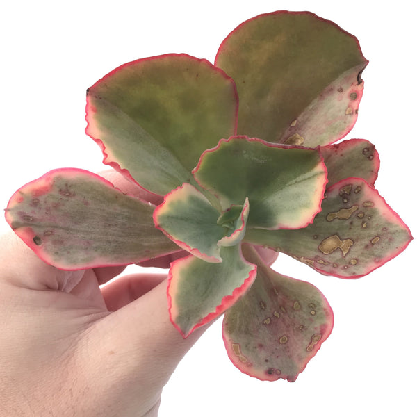 Echeveria 'Tornado' Variegated 3" Succulent Plant