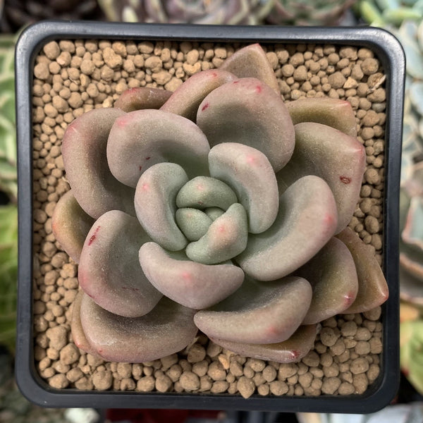 Graptoveria 'Ruby Donna' 2" Succulent Plant