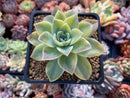 Graptoveria 'Harry Watson' 3" Succulent Plant