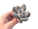 Pachyveria 'Beauty' 2" Powdery Succulent Plant